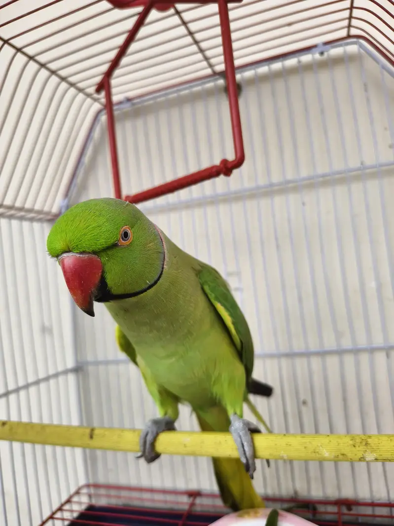 Hand Tame Male Parrot – Talking & Friendly — photo 2