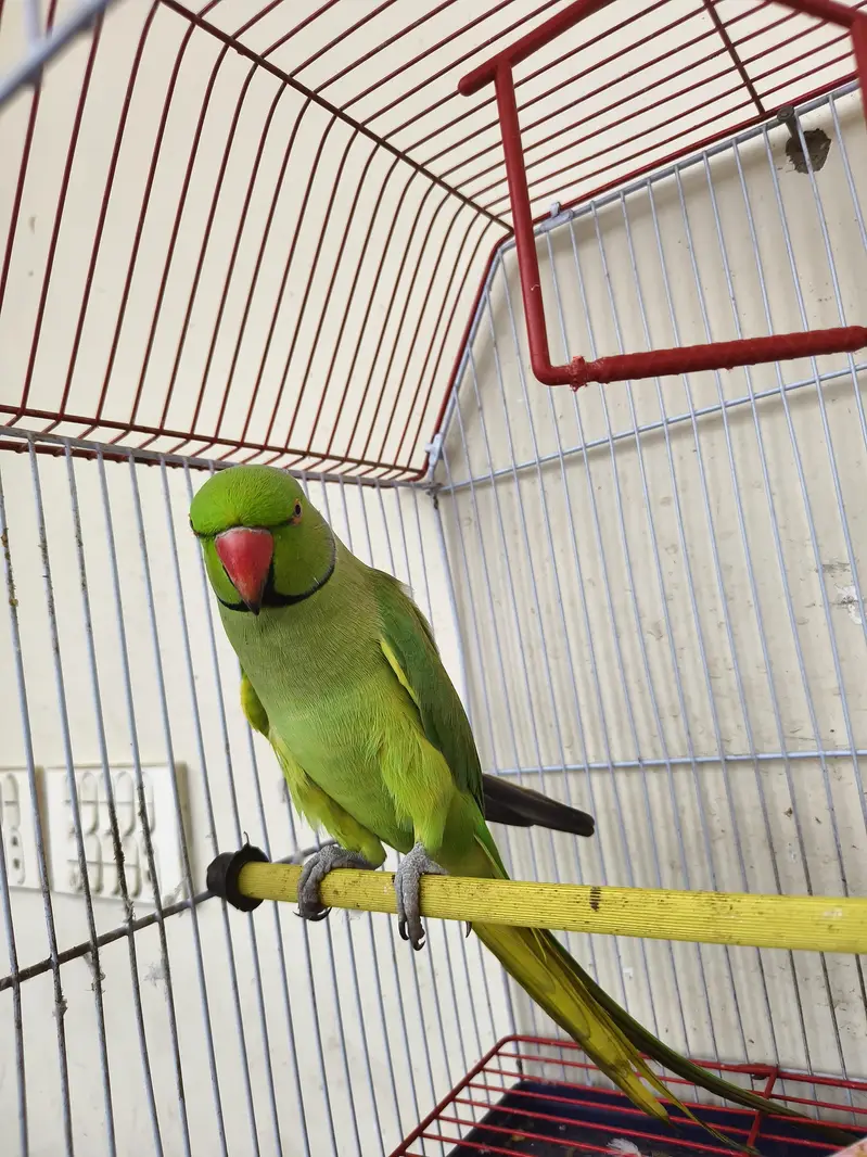 Hand Tame Male Parrot – Talking & Friendly — photo 3