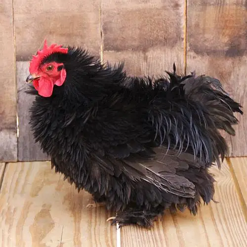 Bentum or frizzle Cochin for sale — photo 2