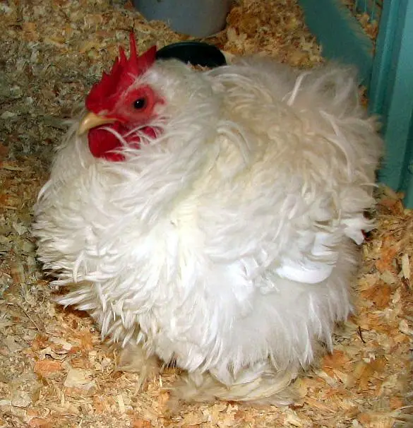 Bentum or frizzle Cochin for sale — photo 3