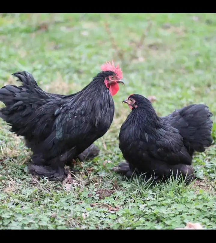 Bentum or frizzle Cochin for sale — photo 4