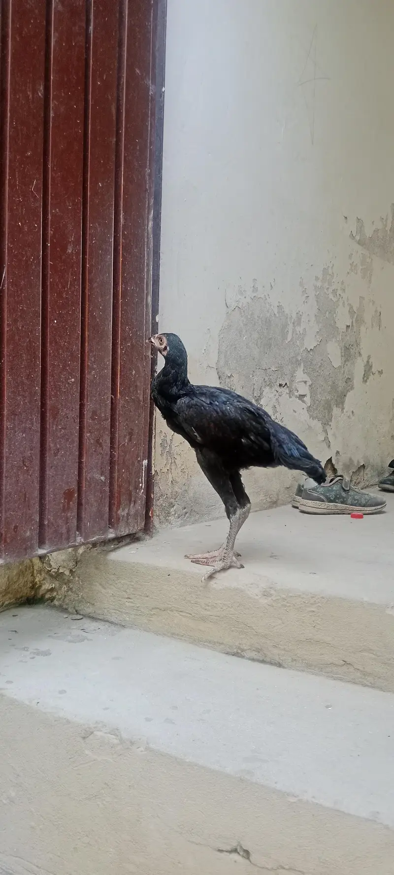 aseel madi — photo 2