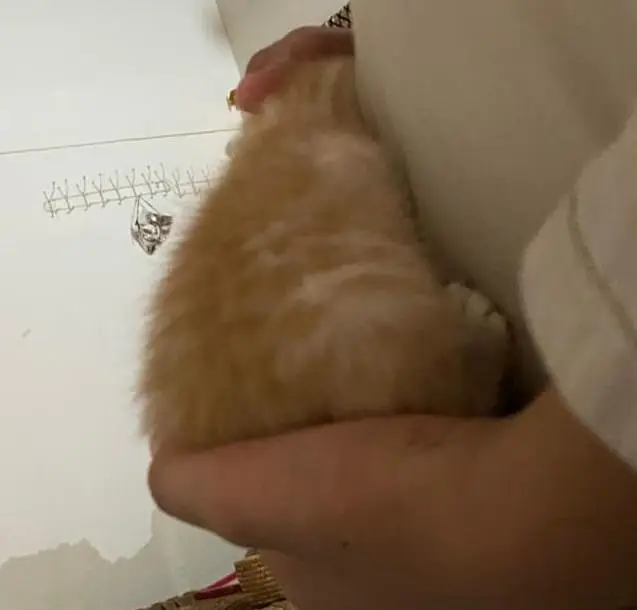 cat  — photo 2