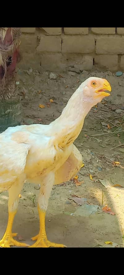 Parrot beak indian patta
