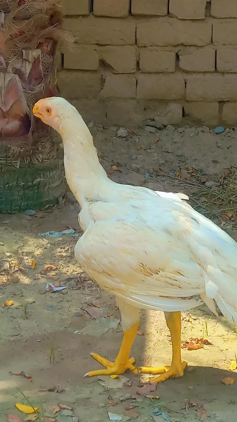 Parrot beak indian patta — photo 2