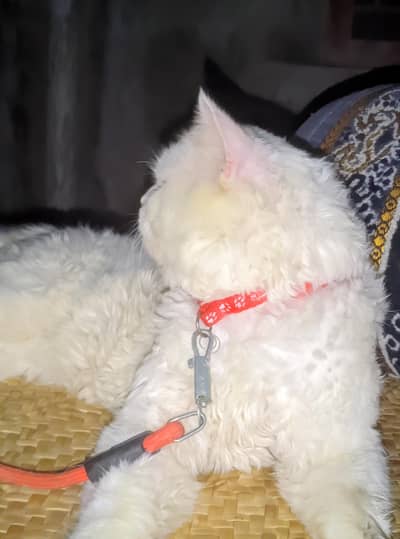 persion Cat