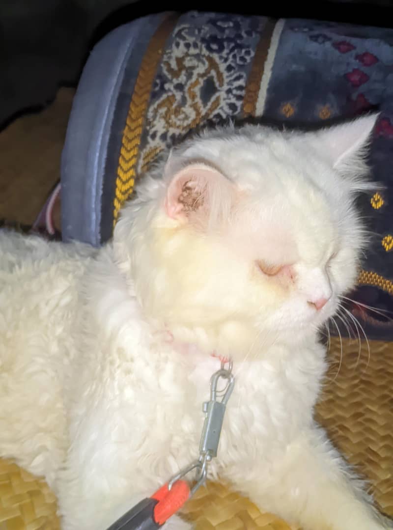 persion Cat 1