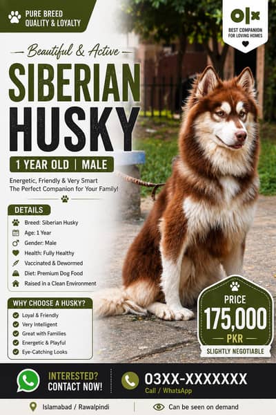 Siberian Husky Male