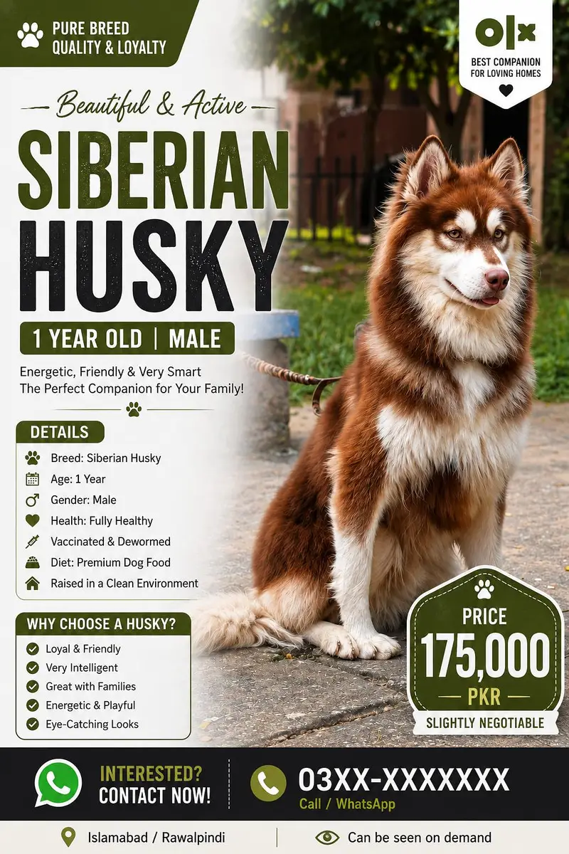 Siberian Husky Male