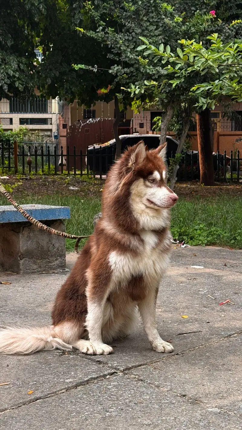 Siberian Husky Male — photo 3