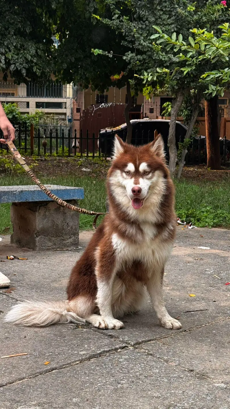 Siberian Husky Male — photo 4