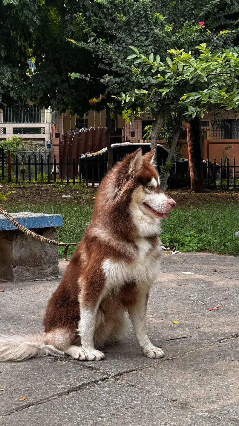 Siberian Husky Male — photo 5