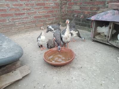 8 Teetar for sale