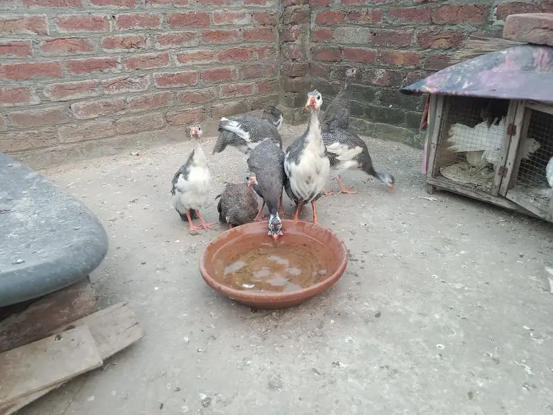 8 Teetar for sale