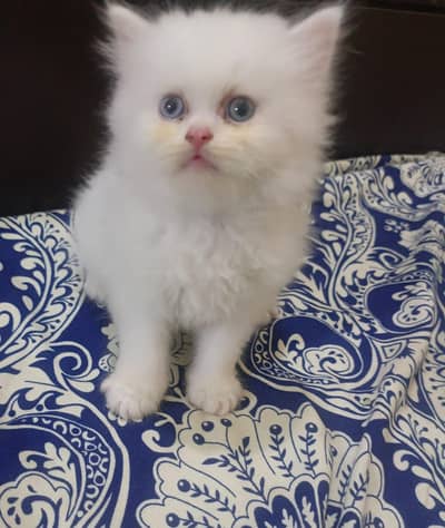 Persian Cat baby sale