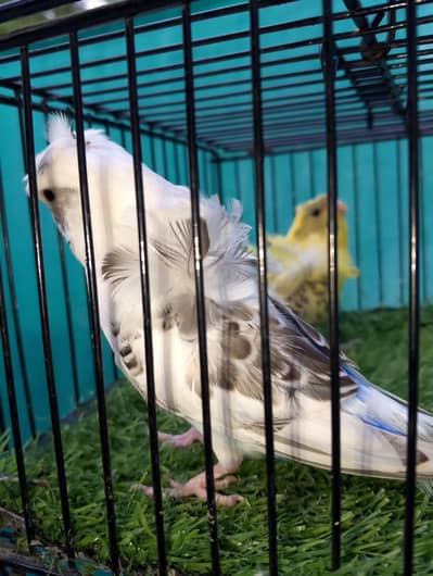 MAASHAALLAH BEAUTIFUL  RECESSIVE PIED HOGOROMO FRESH PAIR FOR SALE