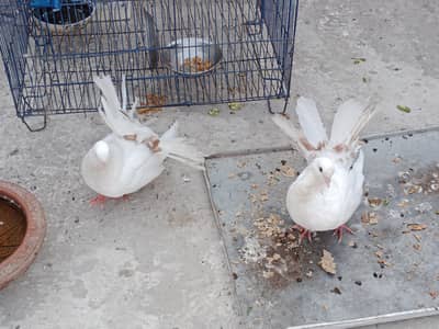 very pretty red tail white pigeons