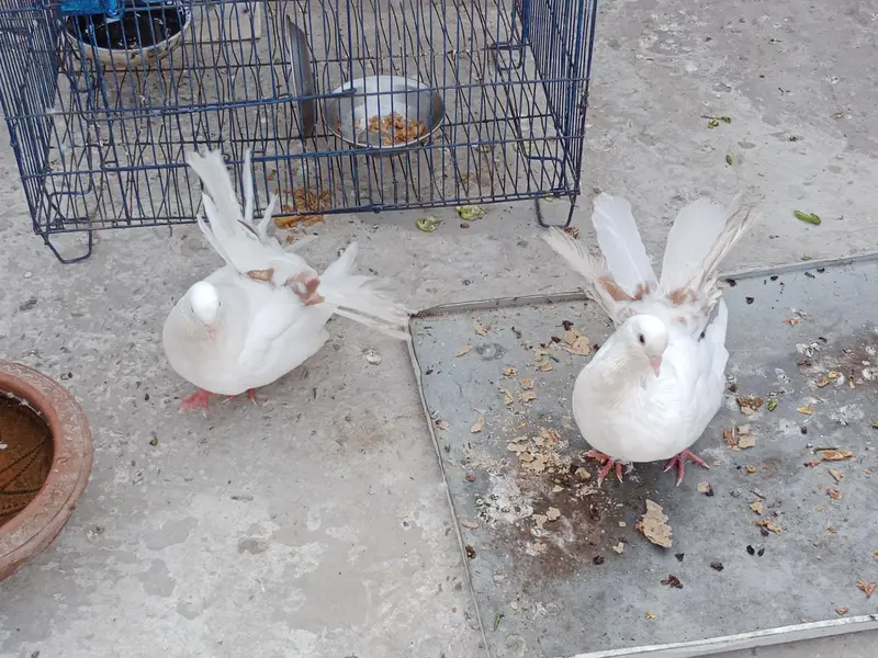 very pretty red tail white pigeons
