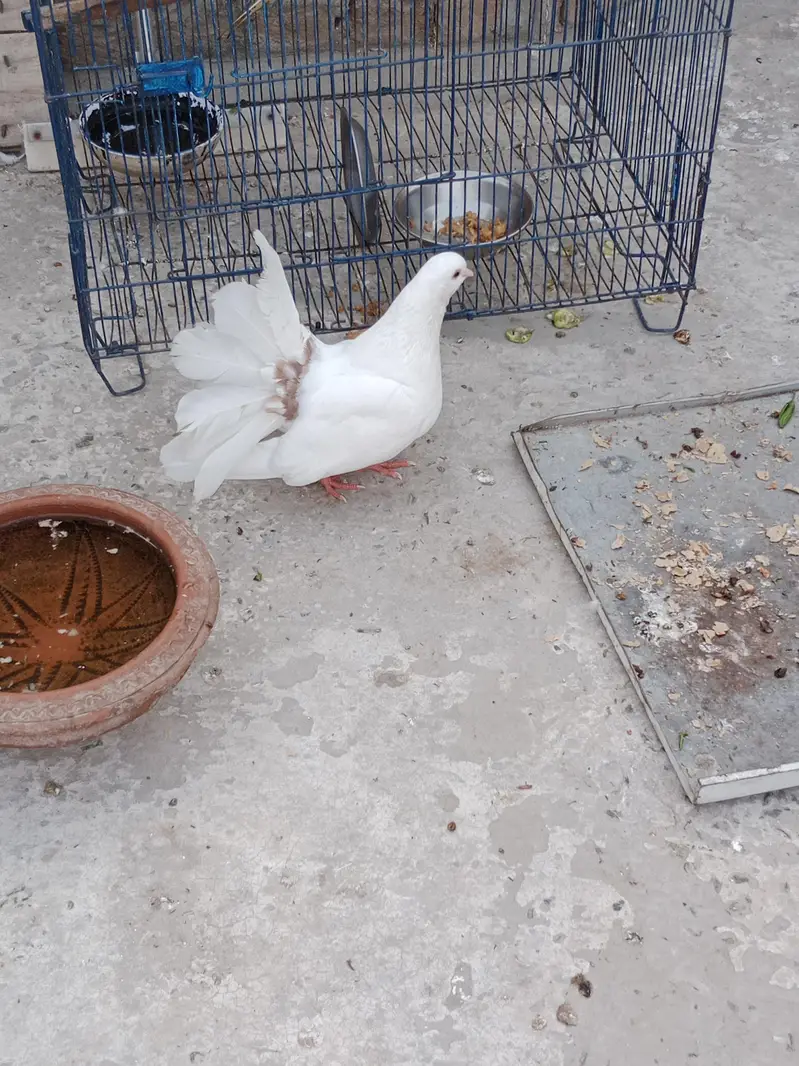 very pretty red tail white pigeons — photo 2