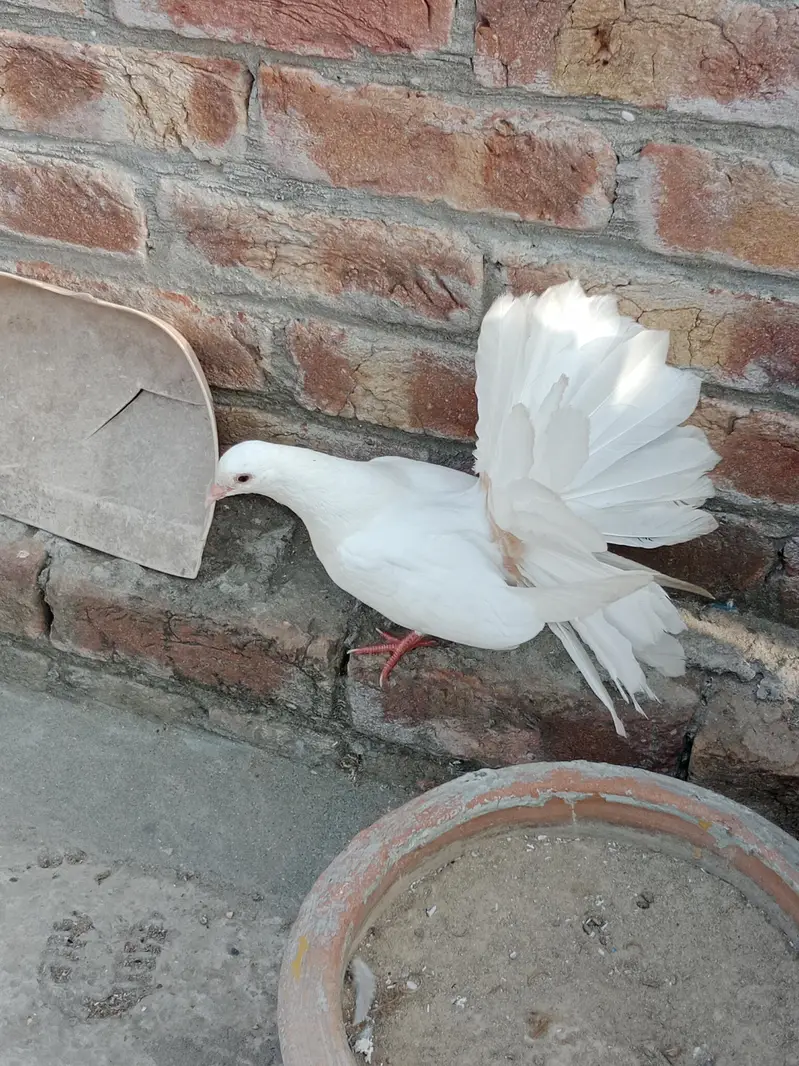 very pretty red tail white pigeons — photo 3