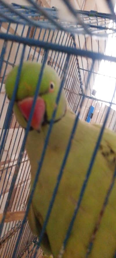 green parrot pair