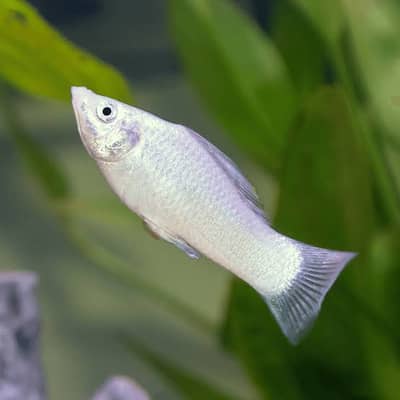 Molly fishes breeder pairs for sale
