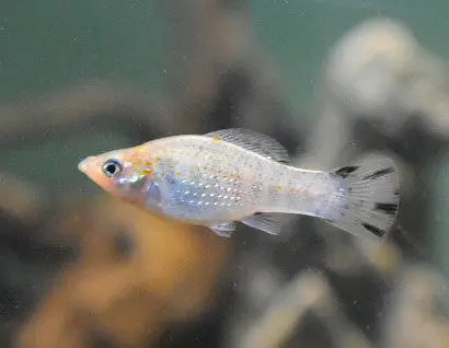 Molly fishes breeder pairs for sale — photo 2
