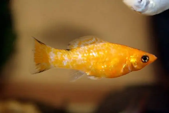 Molly fishes breeder pairs for sale — photo 4