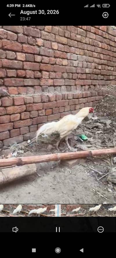 ready to breed patha white heera aseel all ok white breed ki guranti