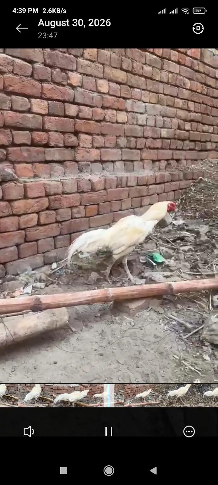 ready to breed patha white heera aseel all ok white breed ki guranti