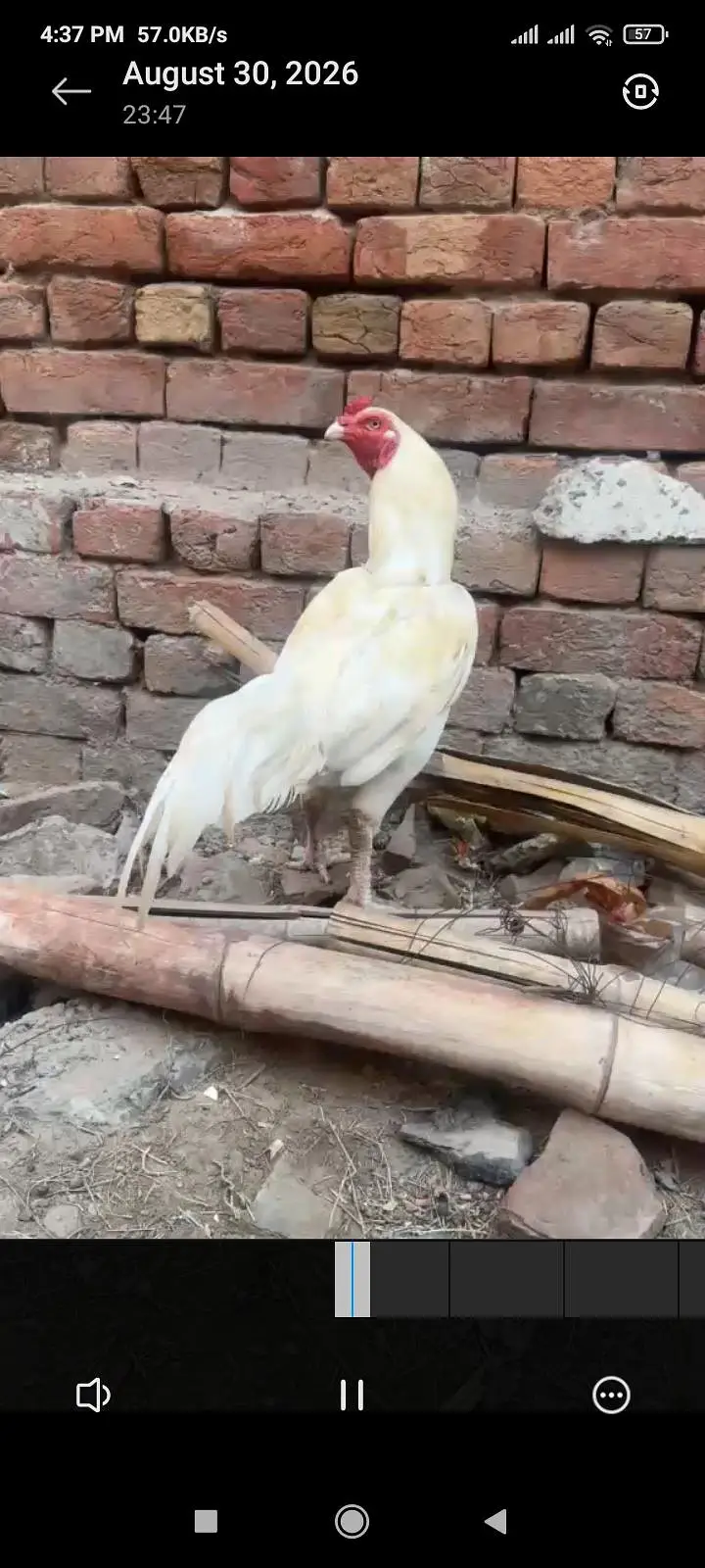 ready to breed patha white heera aseel all ok white breed ki guranti — photo 2