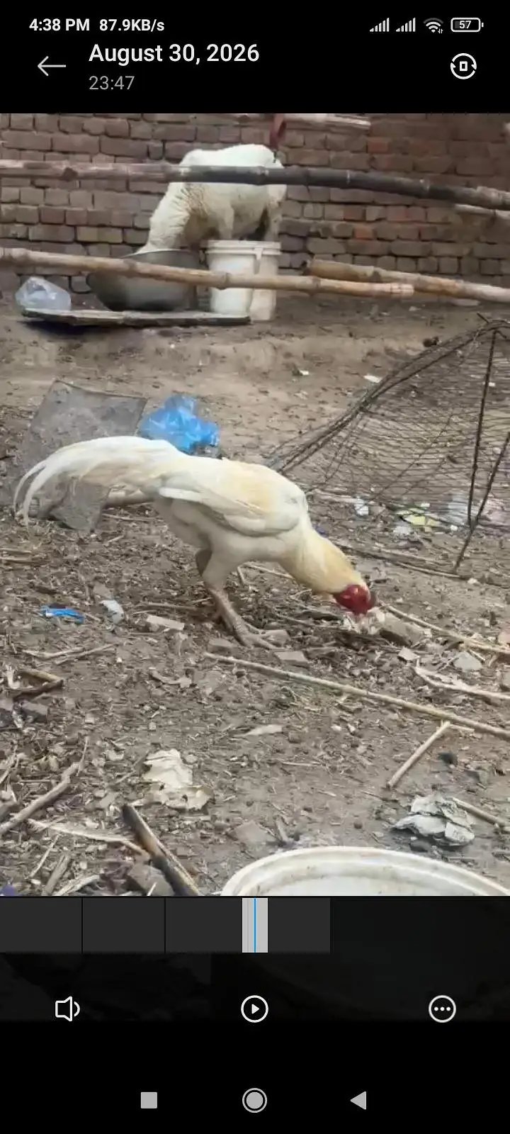 ready to breed patha white heera aseel all ok white breed ki guranti — photo 3