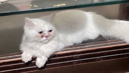 Persian punch face triple coat white kitten