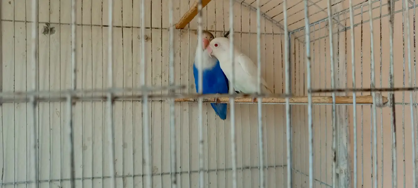 Albino red eye and green fischer — photo 3