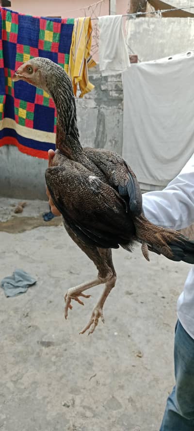 Thai female for sale