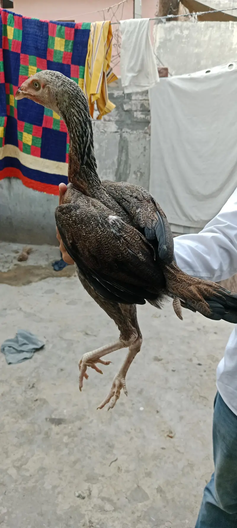 Thai female for sale