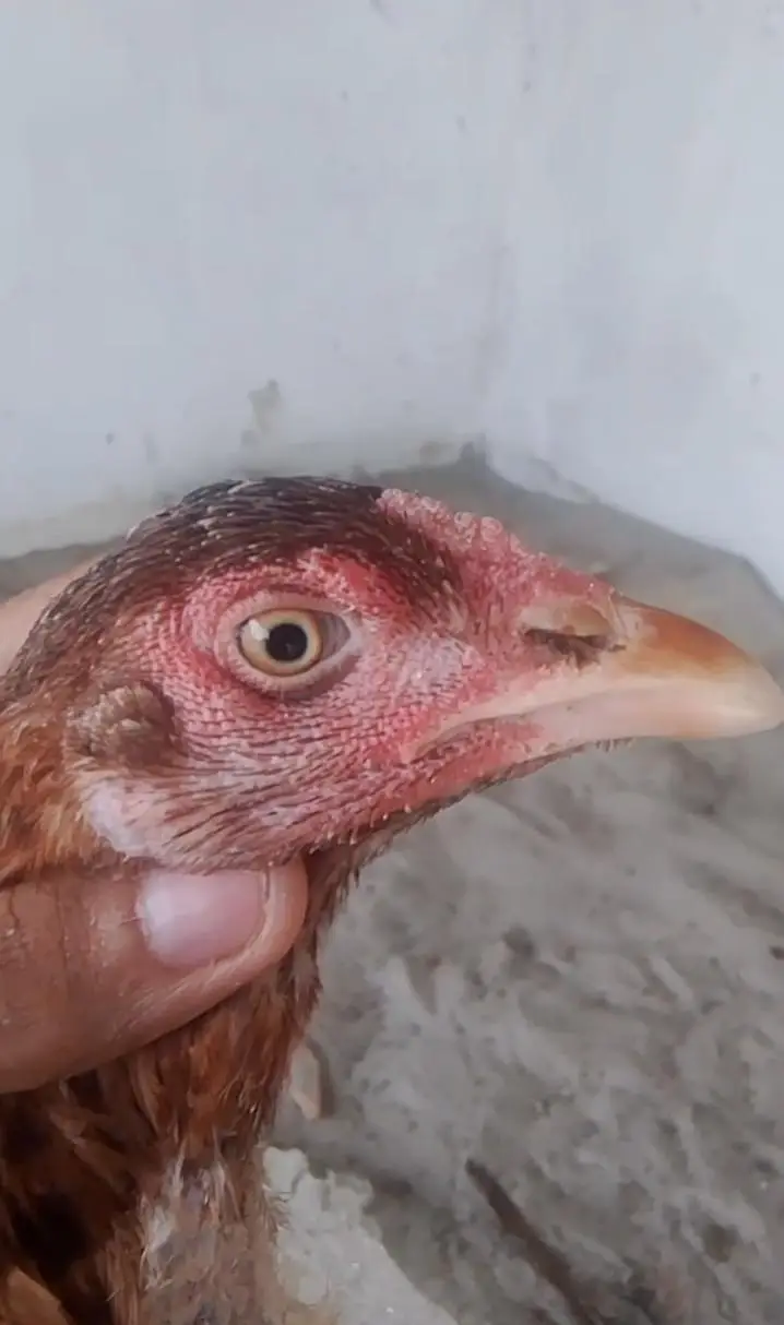 Aseel hens for sale — photo 2