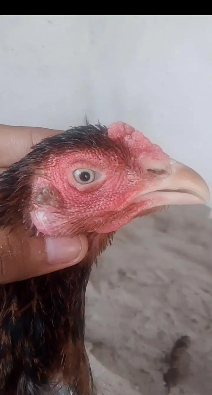 Aseel hens for sale — photo 3