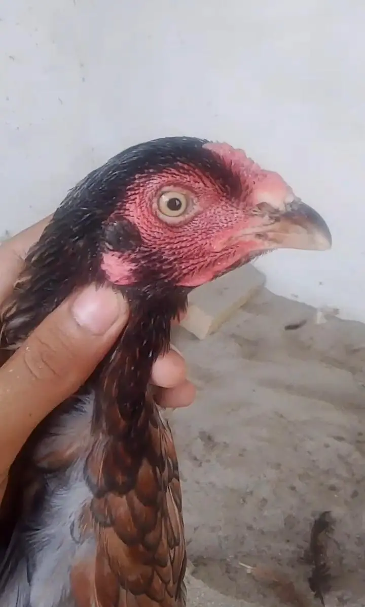 Aseel hens for sale — photo 4