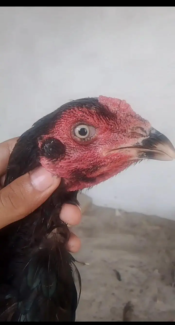Aseel hens for sale