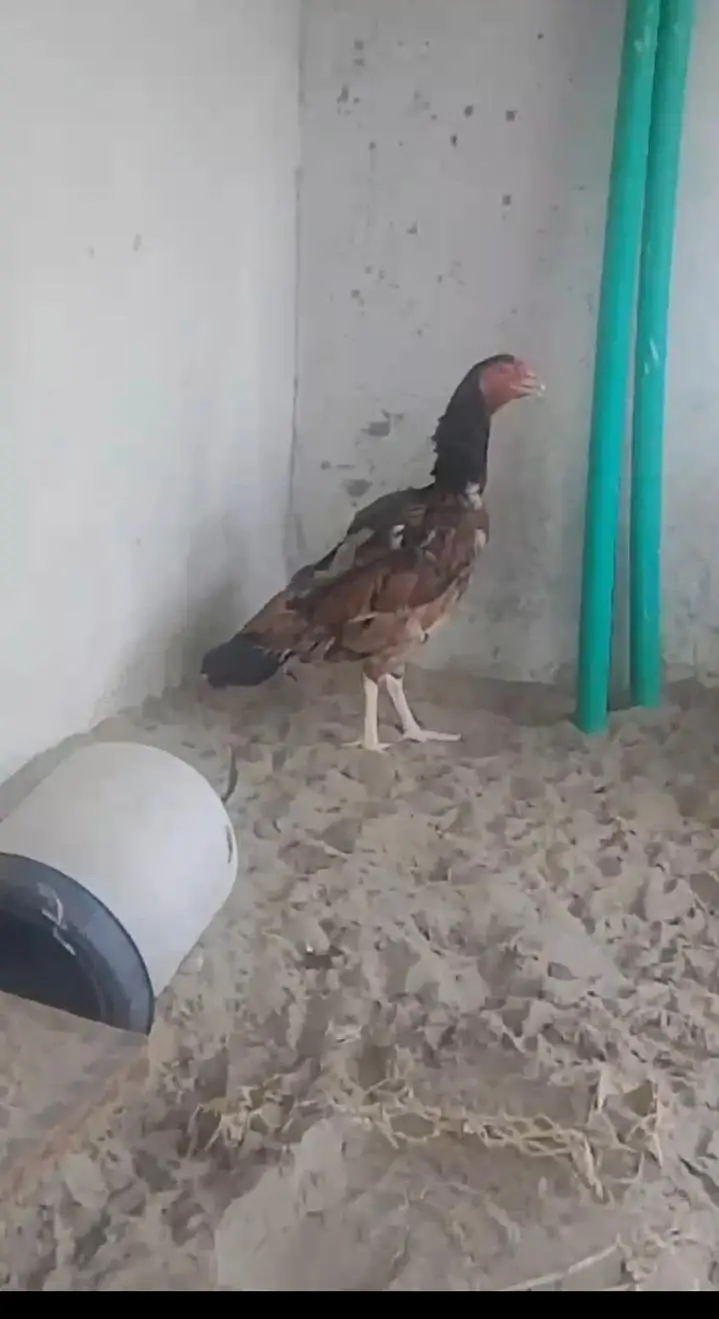 Aseel hens for sale — photo 5