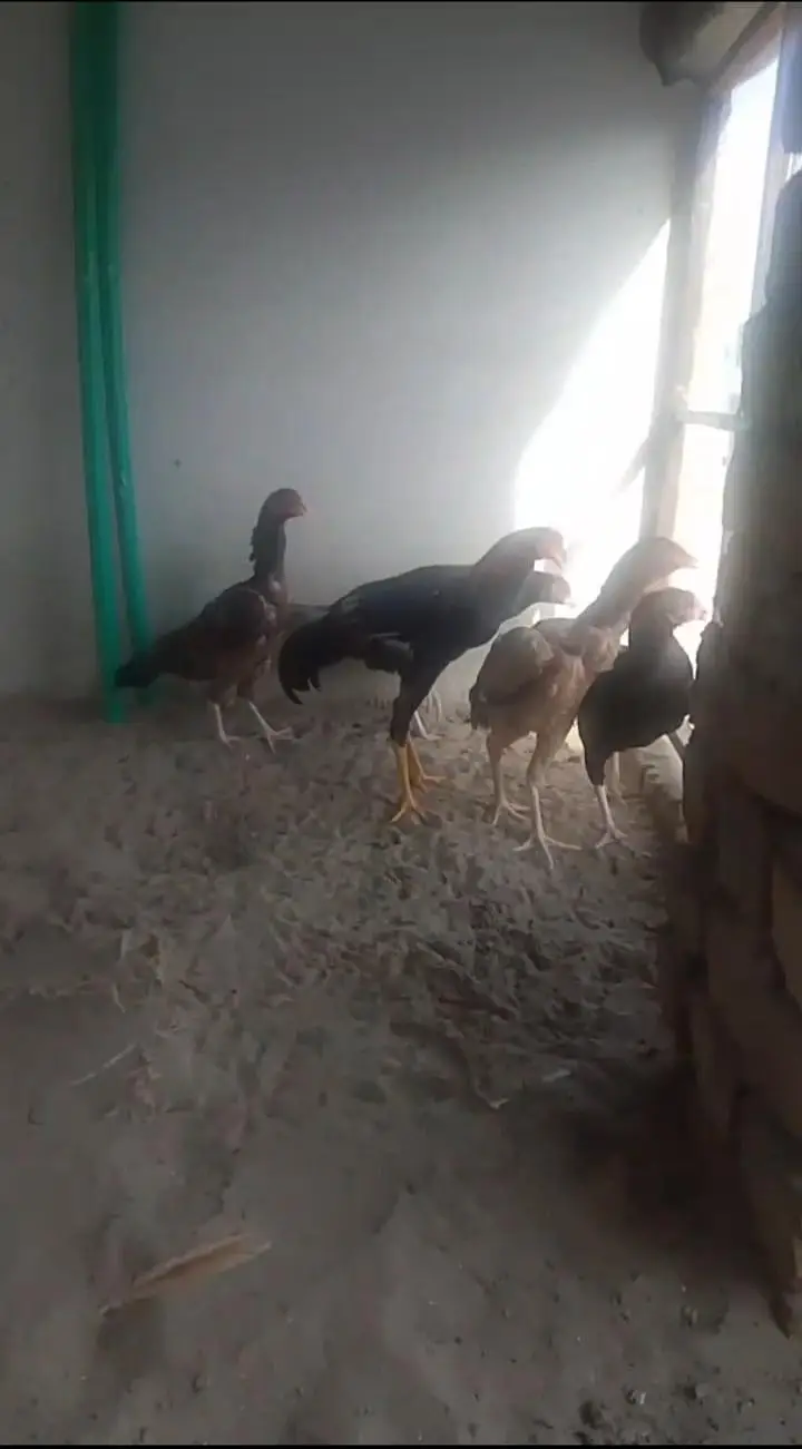 Aseel hens for sale — photo 6