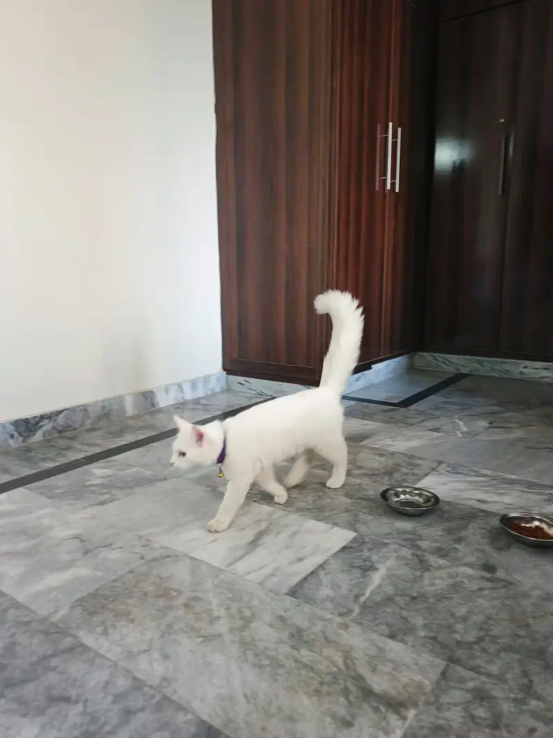 Beautiful Cat Pair for Sale – Healthy & Active — photo 2