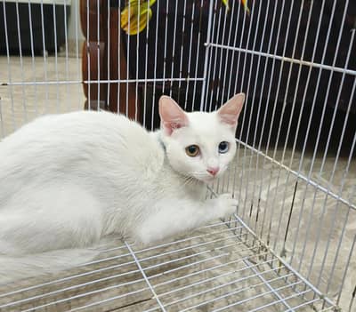 Beautiful Cat Pair for Sale – Healthy & Active