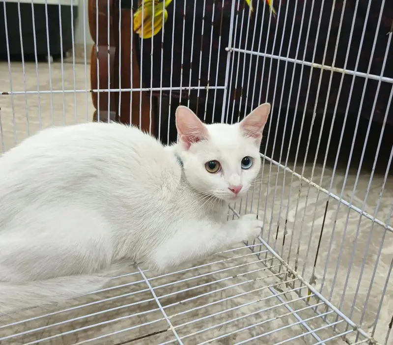 Beautiful Cat Pair for Sale – Healthy & Active