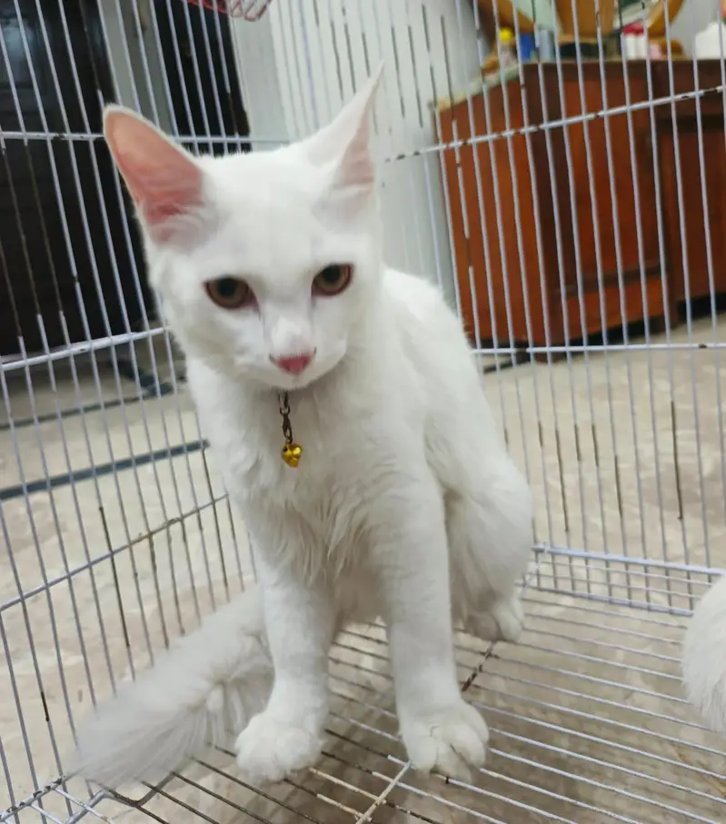 Beautiful Cat Pair for Sale – Healthy & Active — photo 3