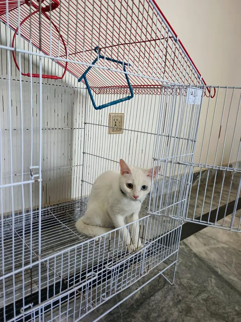 Beautiful Cat Pair for Sale – Healthy & Active — photo 4
