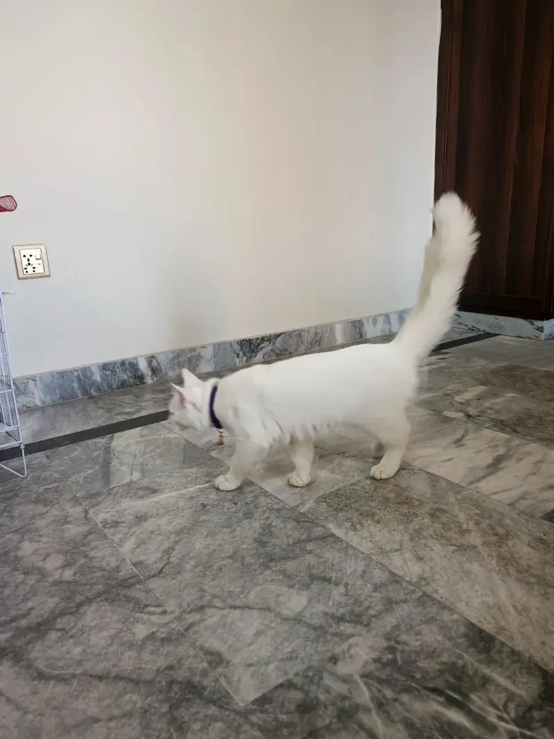 Beautiful Cat Pair for Sale – Healthy & Active — photo 6