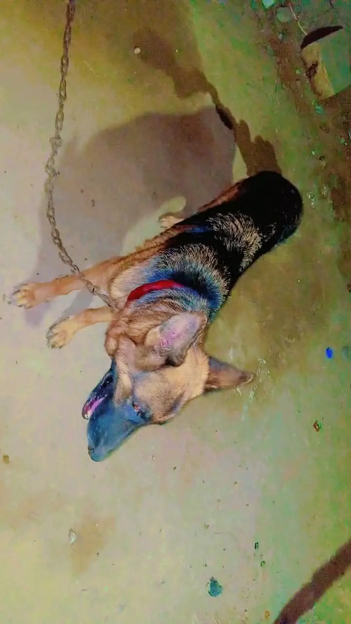 German Shepherd Female long coated vaccinated
