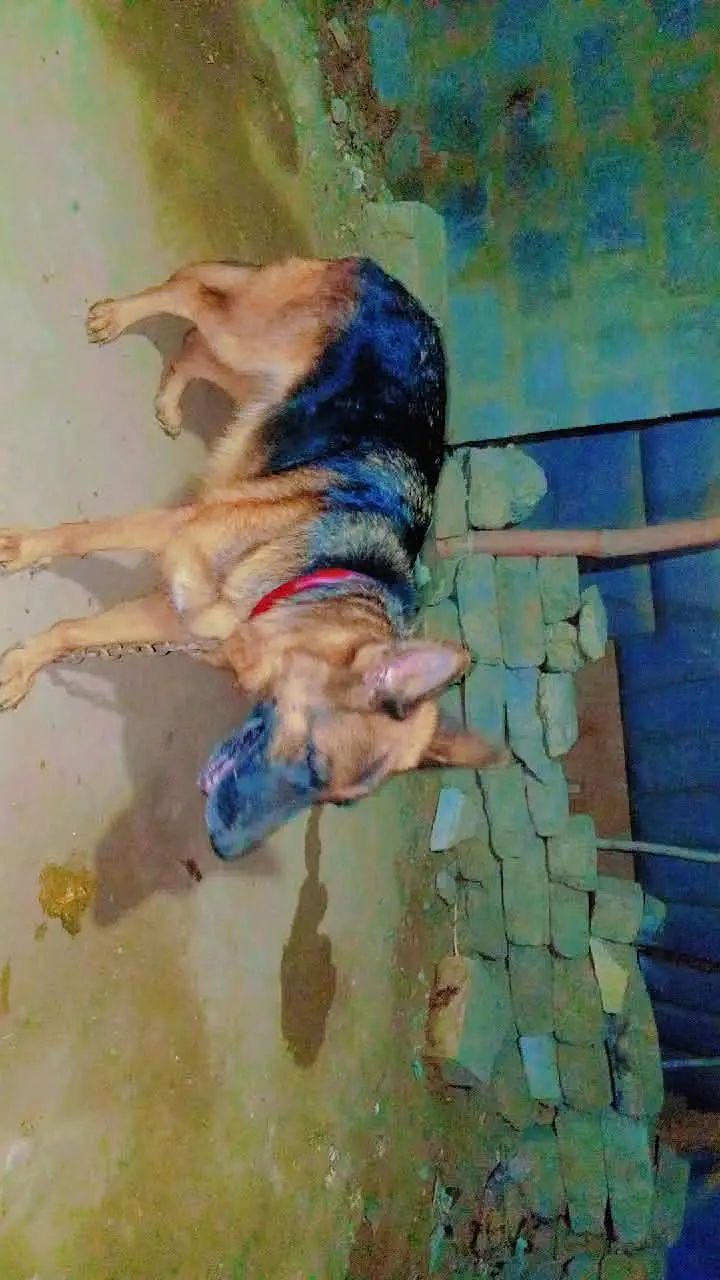 German Shepherd Female long coated vaccinated — photo 2